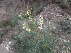 Astragalus galegiformis