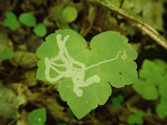 Phytomyza loewii group