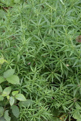 Galium laevigatum