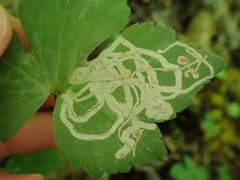 Phytomyza loewii group