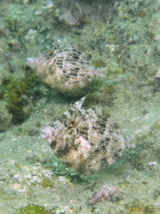 Stephanolepis cirrhifer