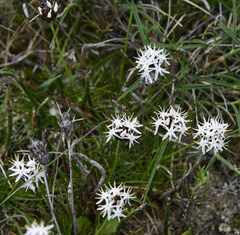 Borya constricta
