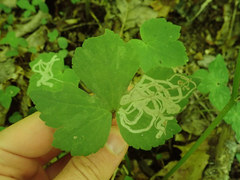 Phytomyza loewii group