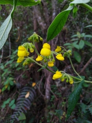 Calceolaria crenata