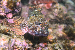 Sebastiscus marmoratus