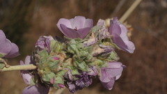 Malacothamnus enigmaticus