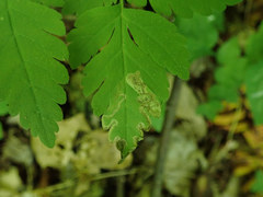 Phytomyza spondylii group