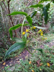 Calceolaria crenata