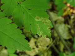 Phytomyza spondylii group