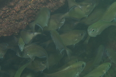 Pempheris oualensis