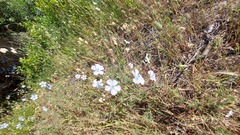 Linum narbonense