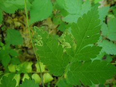 Phytomyza spondylii group