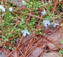 Houstonia serpyllifolia