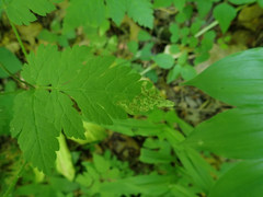 Phytomyza spondylii group