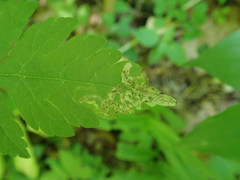 Phytomyza spondylii group
