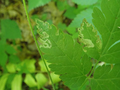 Phytomyza spondylii group