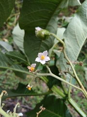 Solanum oblongifolium