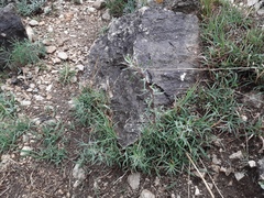 Artemisia daghestanica