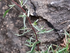 Artemisia daghestanica