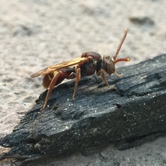 Nomada maculata