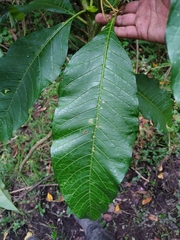 Solanum oblongifolium