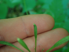 Phytomyza spondylii group
