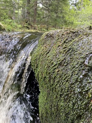 Hygrohypnella ochracea