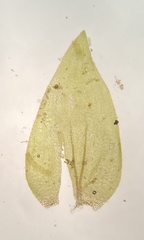 Hygrohypnella ochracea