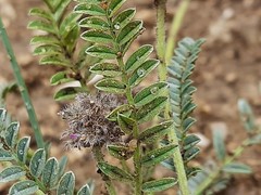 Astragalus onobrychioides