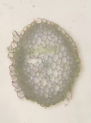 Hygrohypnella ochracea