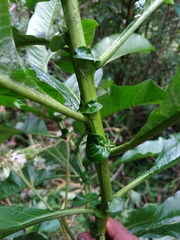 Solanum oblongifolium