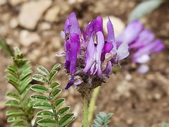 Astragalus onobrychioides