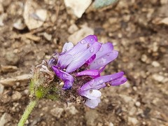Astragalus onobrychioides