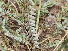 Astragalus onobrychioides