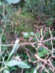 Solanum oblongifolium