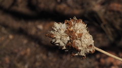 Malacothamnus enigmaticus