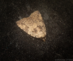 Tolpia conscitulana