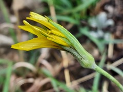 Tragopogon graminifolius
