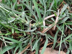Tragopogon graminifolius