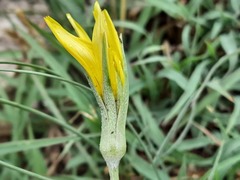 Tragopogon graminifolius