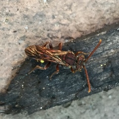 Nomada maculata