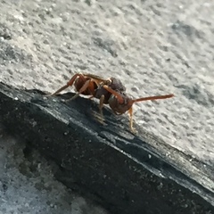 Nomada maculata