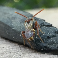 Nomada maculata