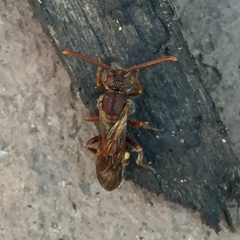 Nomada maculata