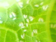 Bemisia argentifolii