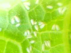 Bemisia argentifolii