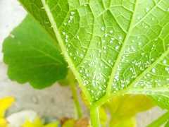 Bemisia argentifolii