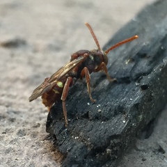 Nomada maculata