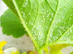 Bemisia argentifolii