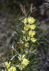 Petrophile squamata